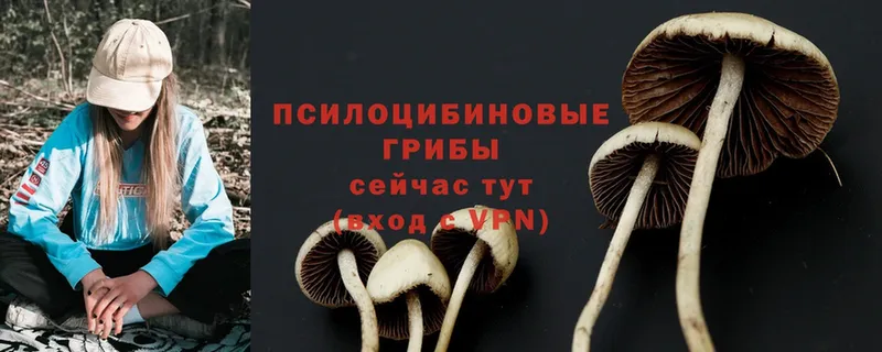 KRAKEN онион  Крым  Псилоцибиновые грибы Psilocybine cubensis 